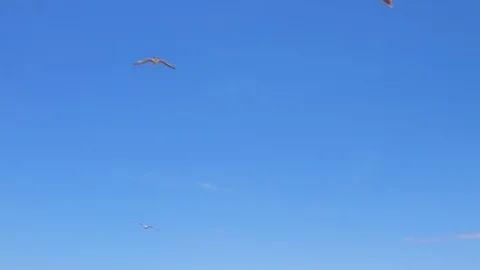 Seagulls Stock Footage 90527695