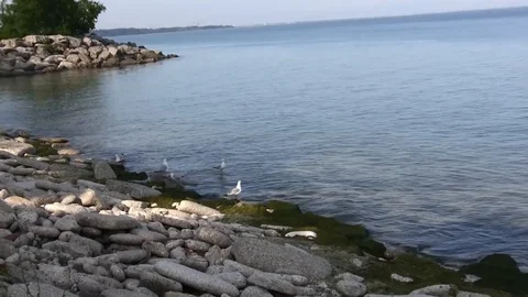 Seagulls Stock Footage 90682595