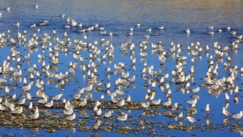 Seagulls Stock Footage 92402233
