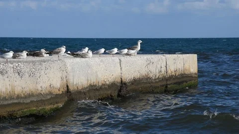 Seagulls Stock Footage 94908532