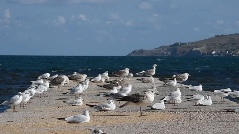 Seagulls Stock Footage 94909600