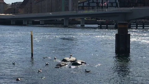 Seagulls Stock Footage 95953567