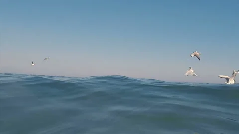 Seagulls Stock Footage 100659803