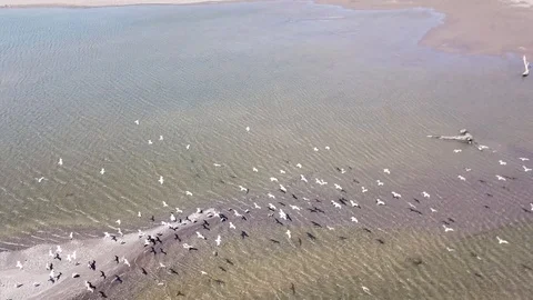 Seagulls Stock Footage 101438535