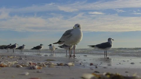 Seagulls Stock Footage 102504906