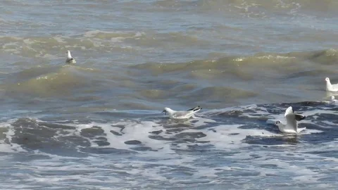 Seagulls Stock Footage 104651739