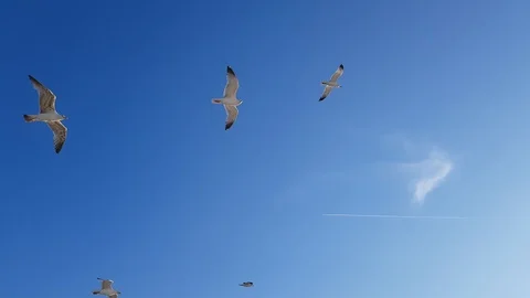 Seagulls Stock Footage 108636003