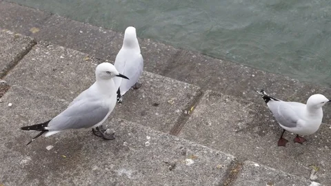 Seagulls Stock Footage