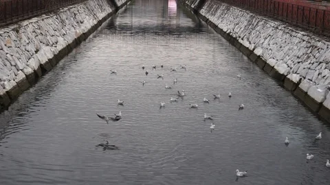 Seagulls Stock Footage 112353047