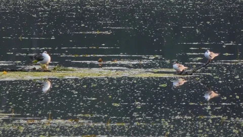 Seagulls Stock Footage 113087154