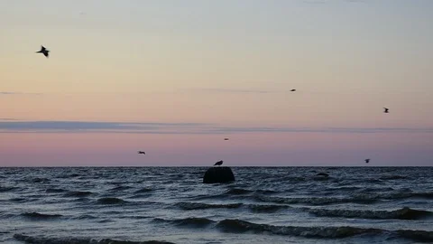 Seagulls Stock Footage 115477249