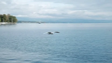 Seagulls Stock Footage 123692674