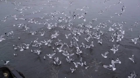 Seagulls 스톡 동영상 124291217