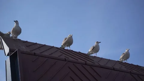 Seagulls Stock Footage 131284837