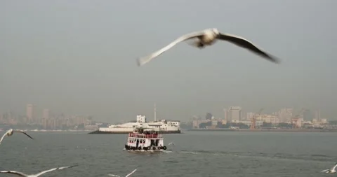Seagulls Stock Footage 131824704