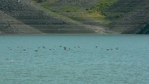 Seagulls Stock Footage 138501803