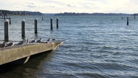 Seagulls Stock Footage 143445982