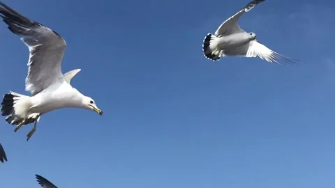 Seagulls Stock Footage 168603844