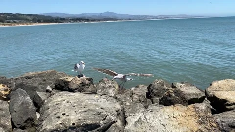 Seagulls Stock Footage 197768910