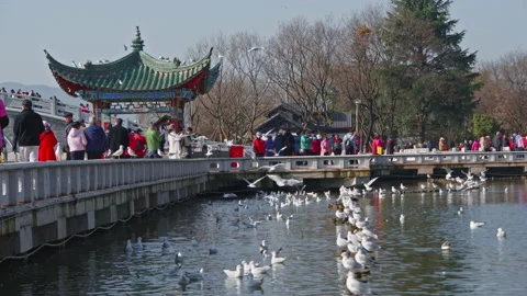 Seagulls Stock Footage 233895810