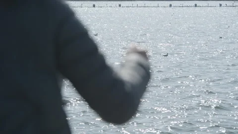 Seagulls Stock Footage 233947815