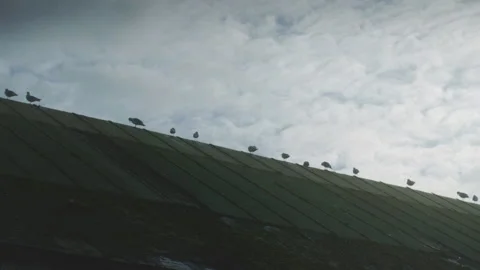 Seagulls Video stock 235250388