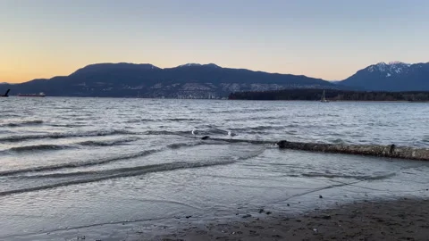 Seagulls Video stock 237110391