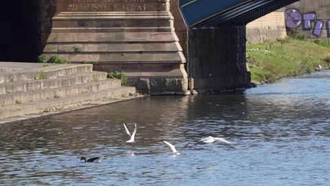 Seagulls Stock Footage 239485057