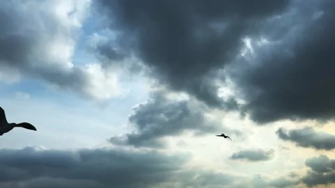 Seagulls Stock Footage 263956209
