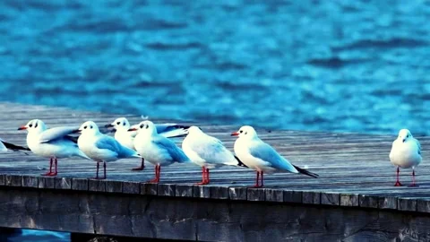 Seagulls Stock Footage 273170965