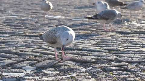 Seagulls Stock Footage 300867434