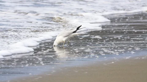 Seagulls foraging on beach Stock Footage 94134617