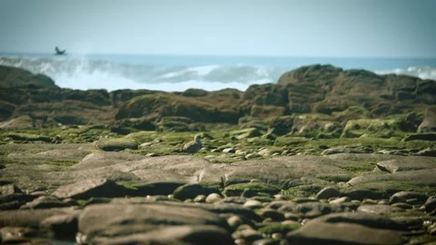 Seagulls foraging at low tide on sandy beach shot 002 Stock Footage 317006981