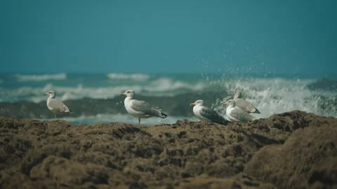 Seagulls foraging at low tide on sandy beach shot 004 Stock Footage 317006987
