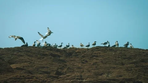 Seagulls foraging at low tide on sandy beach shot 003 Stock Footage 317006995