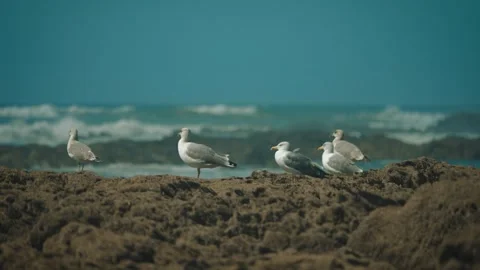 Seagulls foraging at low tide on sandy beach shot 005 Stock Footage 317006998
