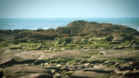 Seagulls foraging at low tide on sandy beach shot 001 Stock Footage 317007001