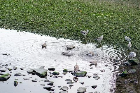 Seagulls foraging on rocky river bank at low tide in natural habitat Stock Photos