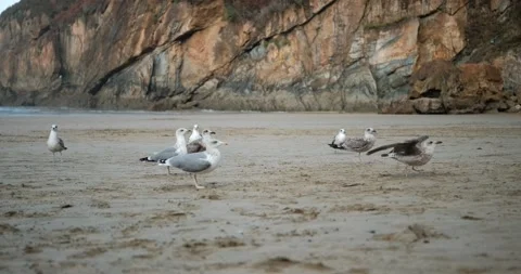 Seagulls foraging on sandy beach in slow motion, wide shot Video stock 318592364