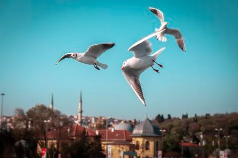Seagulls on a formation flight Photos