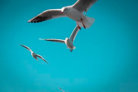 Seagulls on a formation flight Foto stock