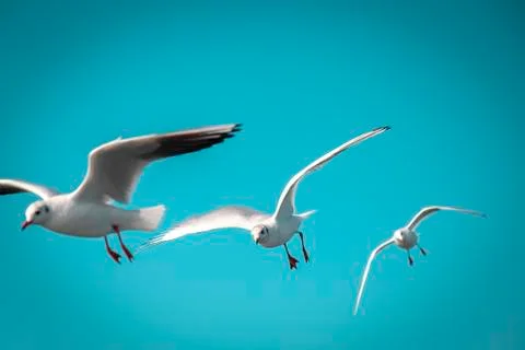 Seagulls on a formation flight Foto stock
