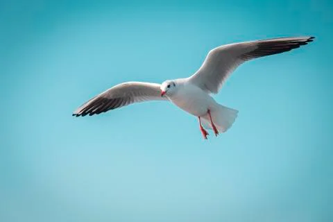 Seagulls on a formation flight Photos