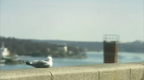 Seagulls in front of a city Stock-Footage 11340567