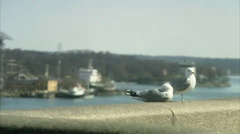 Seagulls in front of a city Stock Footage 11340568