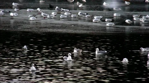 Seagulls at the frozen lake Stock Footage 45690331