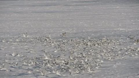 Seagulls on frozen lake Stock Footage 89945547