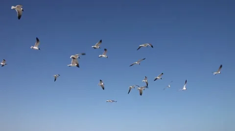 Seagulls in Galveston Stockbeeldmateriaal 48731354
