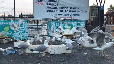 Seagulls in the garbage Karaköy 库存影片 96424681