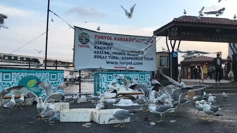 Seagulls in the garbage Karaköy 库存影片 96424737